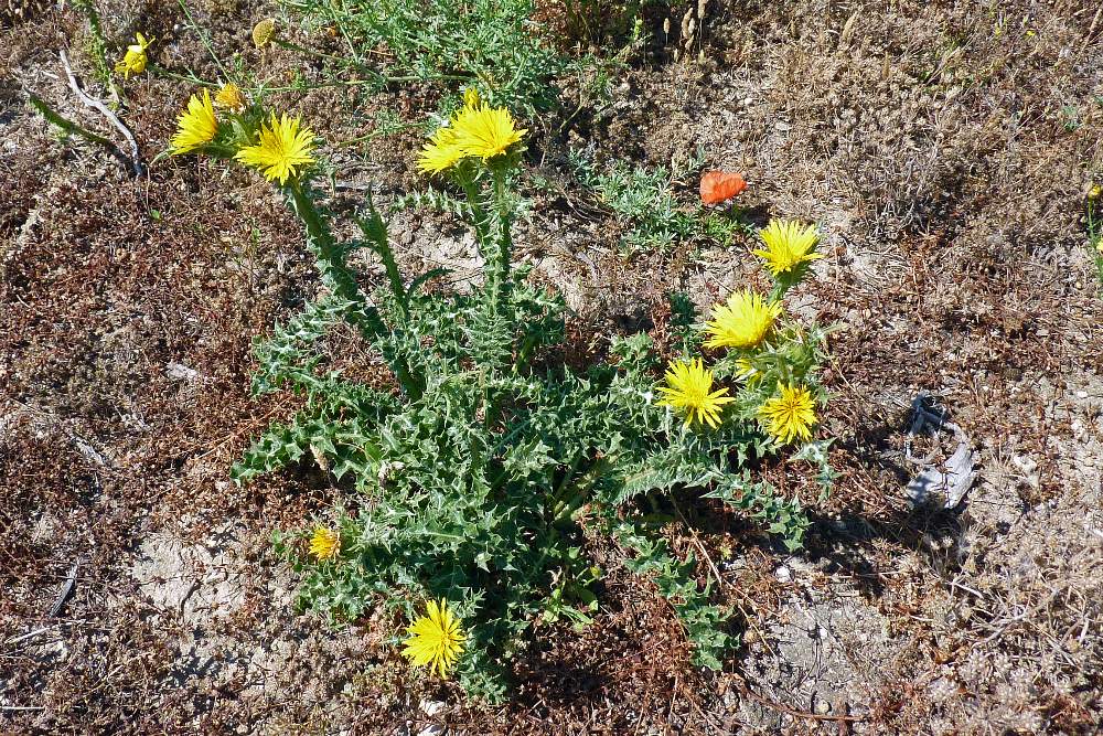 Scolymus grandiflorus / Cardogna maggiore